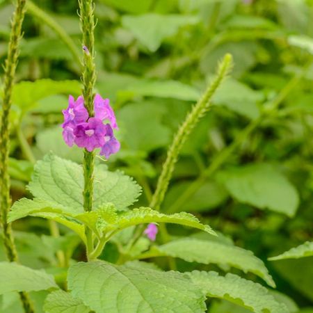 Batsu Ecolodge & Coffee Farm San Ramón 外观 照片