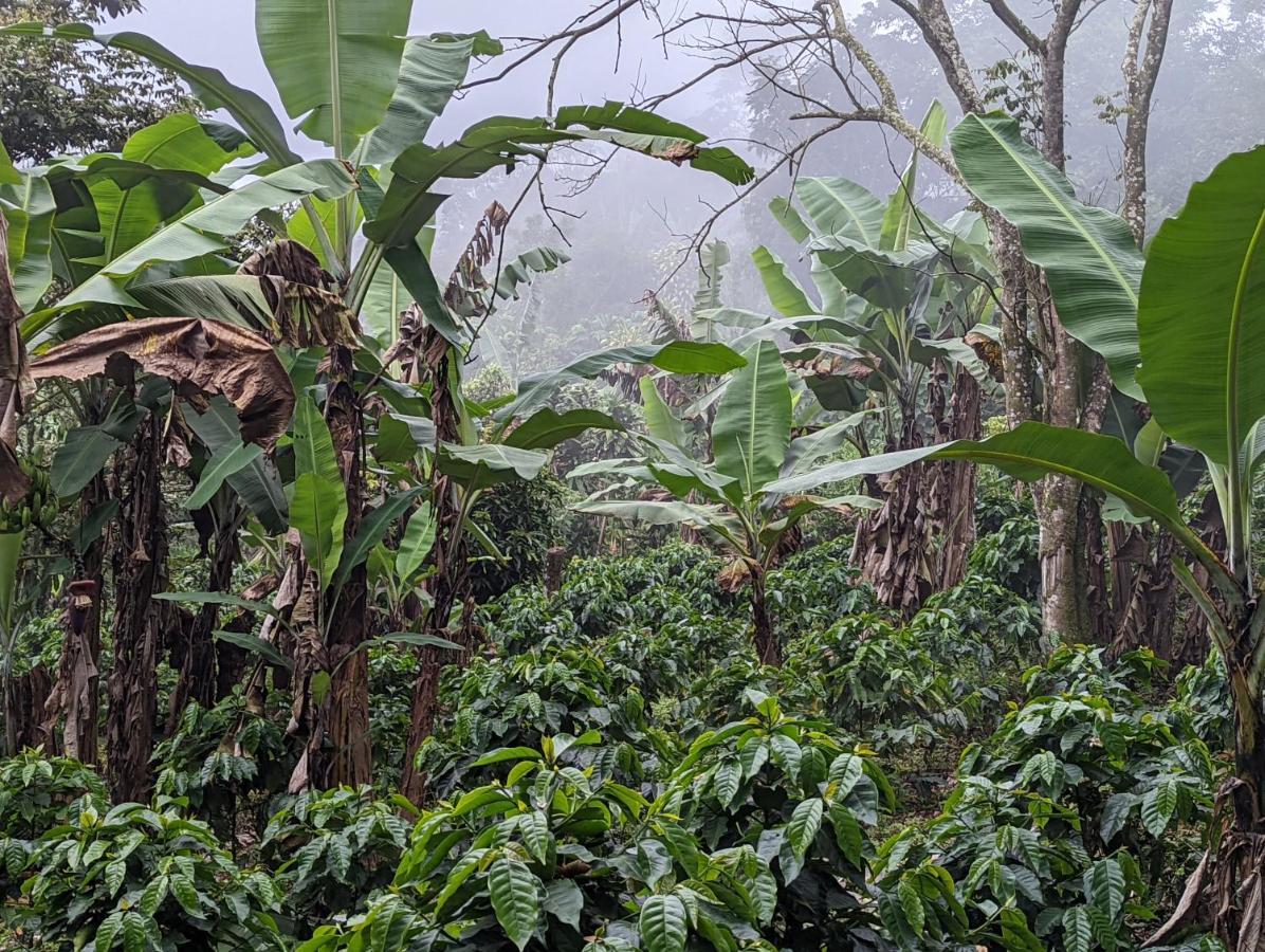 Batsu Ecolodge & Coffee Farm San Ramón 外观 照片