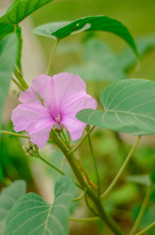 Batsu Ecolodge & Coffee Farm San Ramón 外观 照片